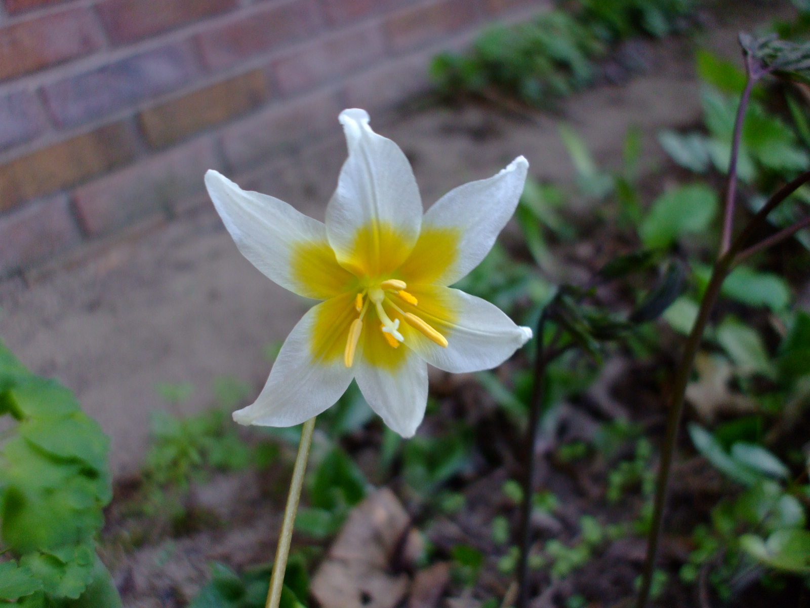 Erythronium helenae